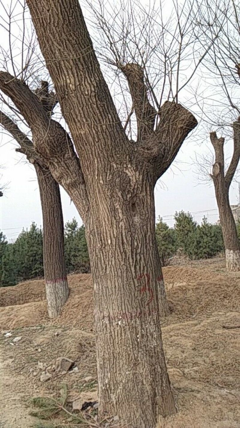 国槐小苗，3-10公分国槐树，占地国槐树