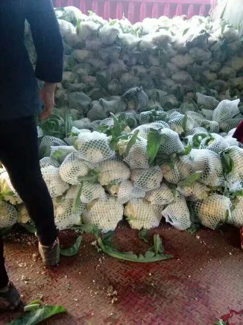 白花青梗有机菜散装