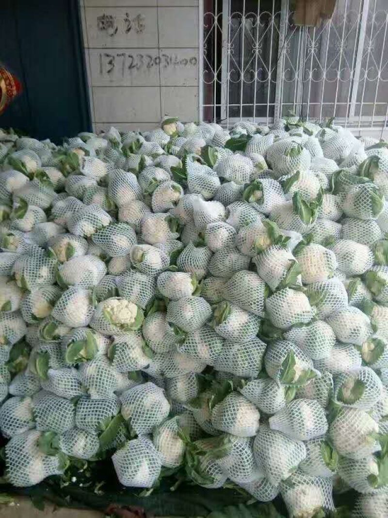 白花青梗有机菜散装