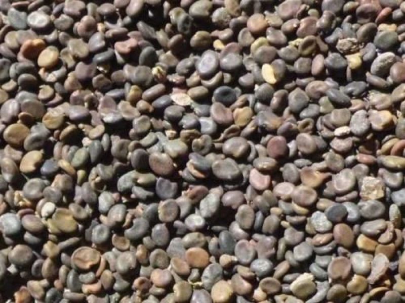 黄芪种子发芽率95%以上