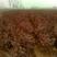 山西杜梨苗0.5cm30~50cm，3公分杜梨树
