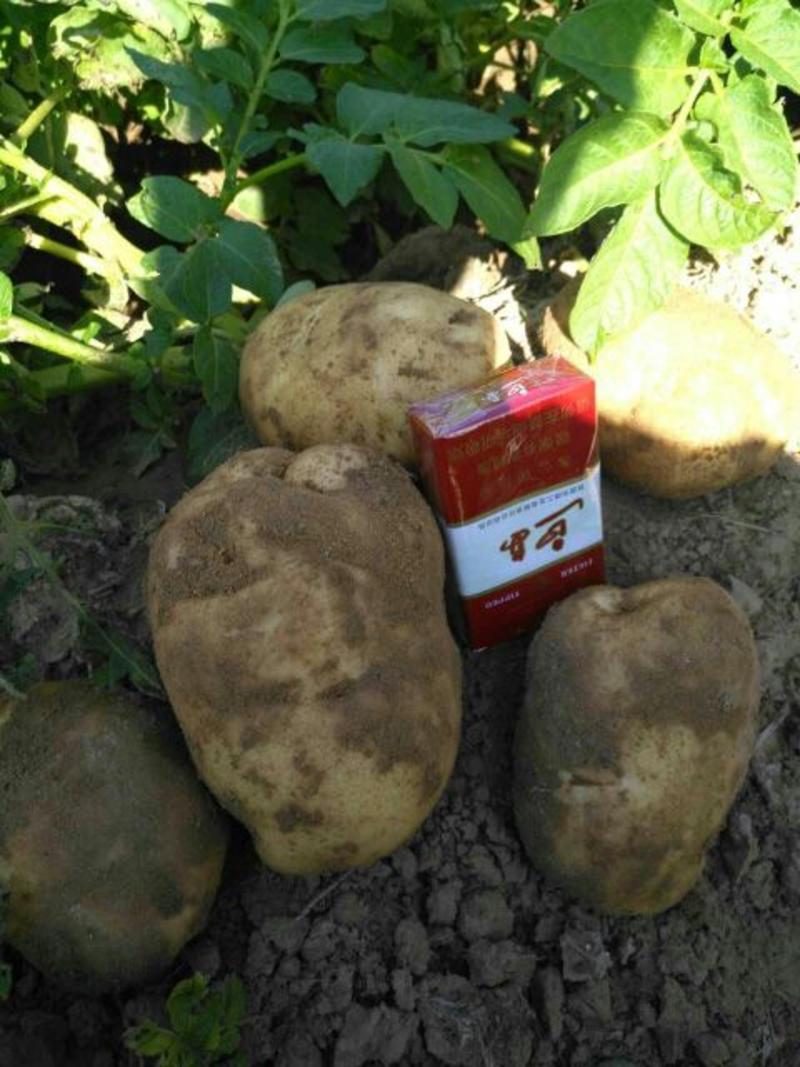 226土豆3两以上精品大量供应各大批发商超市电商