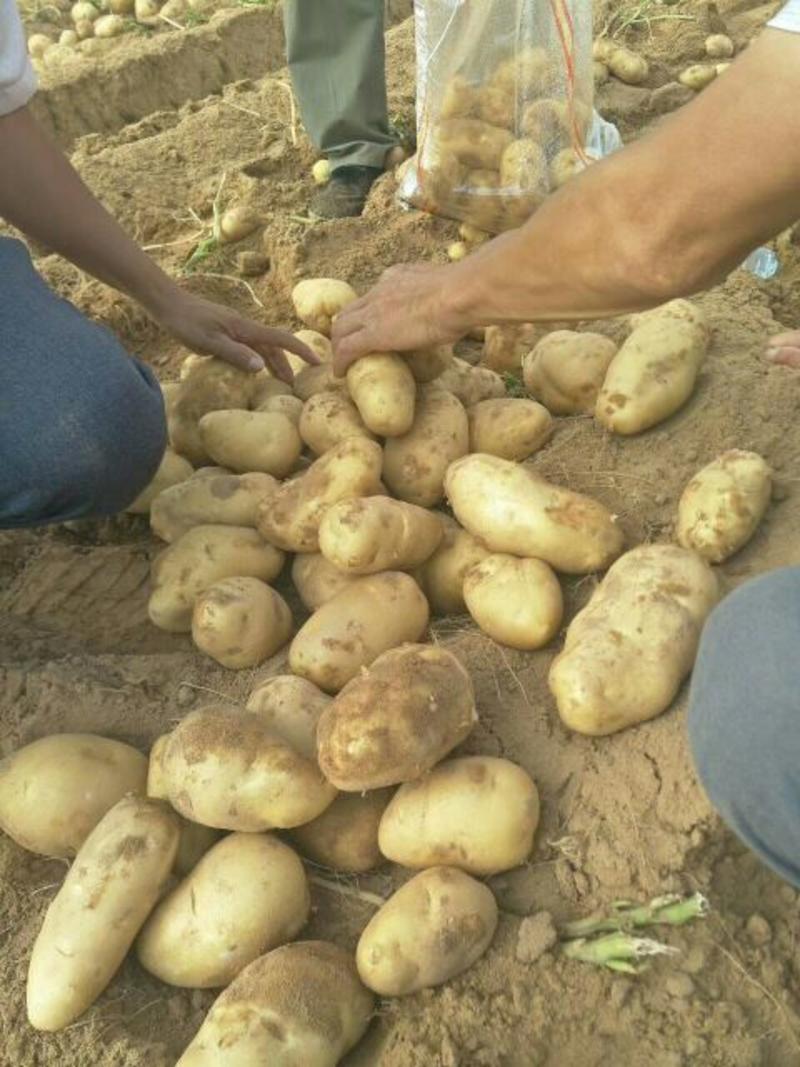 226土豆3两以上精品大量供应各大批发商超市电商