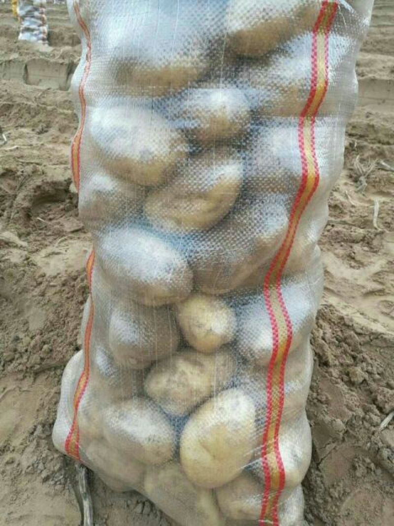 226土豆3两以上精品大量供应各大批发商超市电商