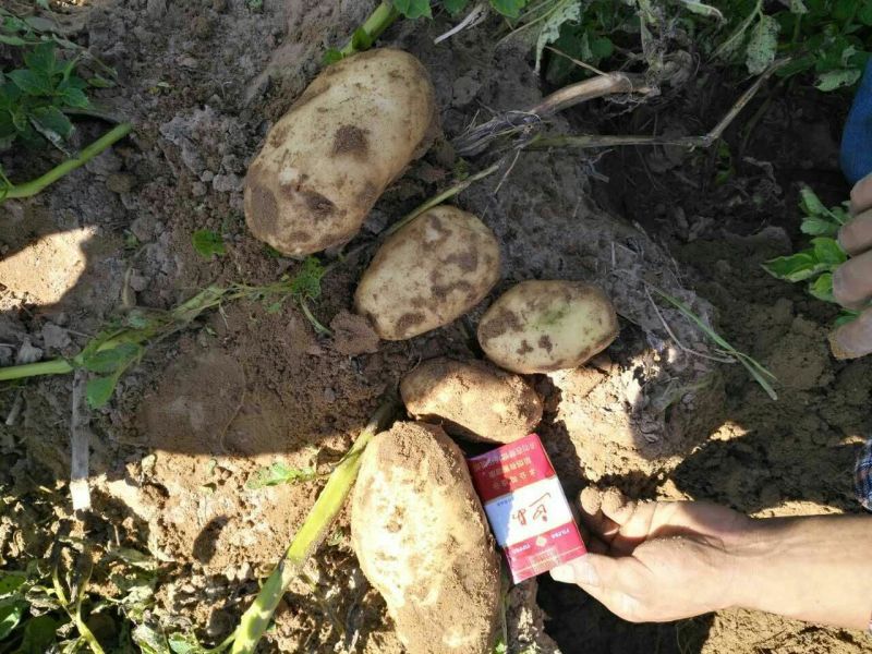 226土豆3两以上精品大量供应各大批发商超市电商