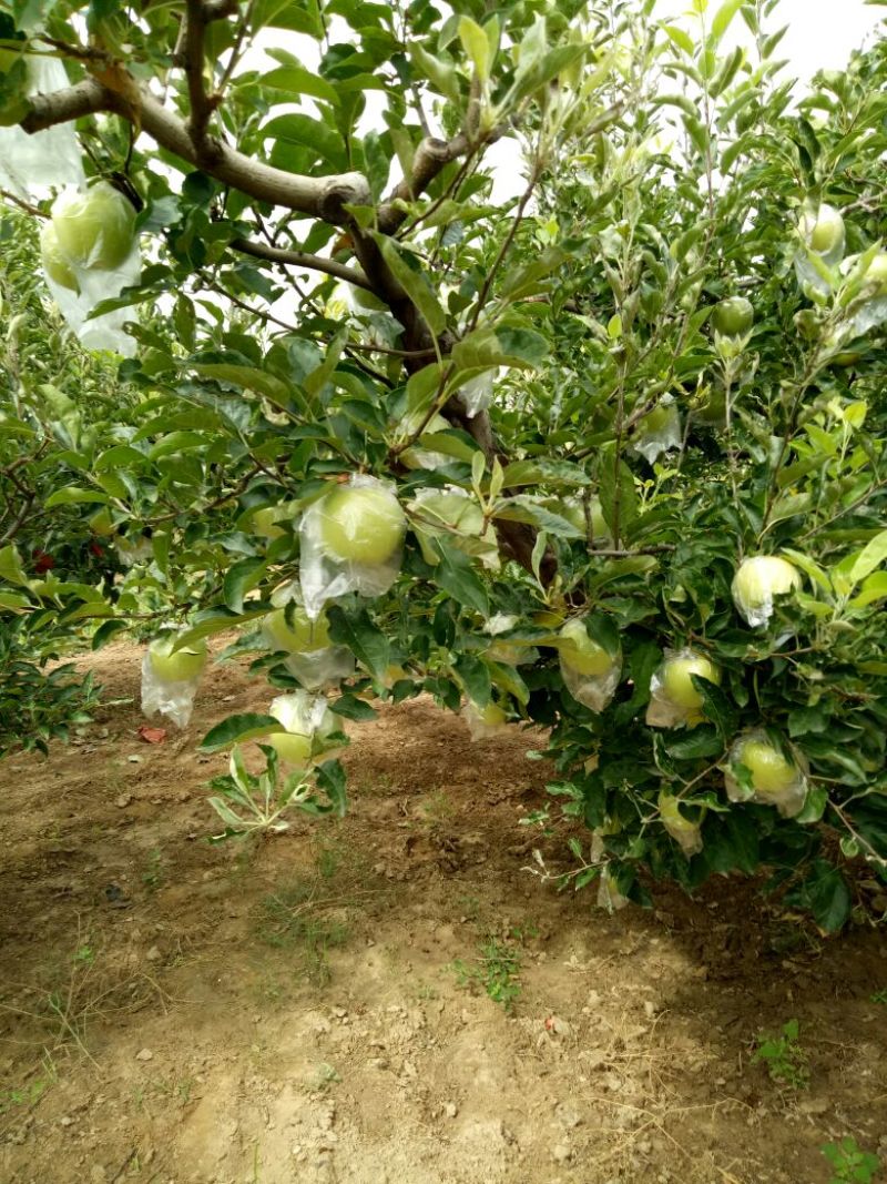 金冠苹果70mm以上膜袋大量出售各种水果