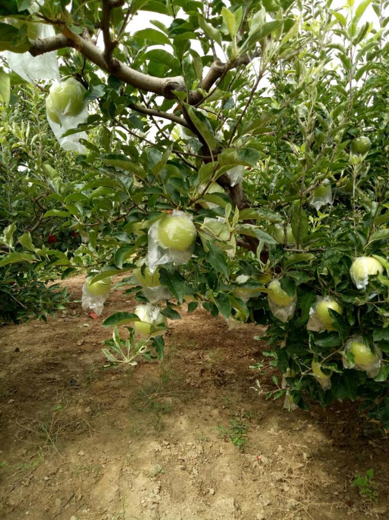 金冠苹果70mm以上膜袋大量出售各种水果