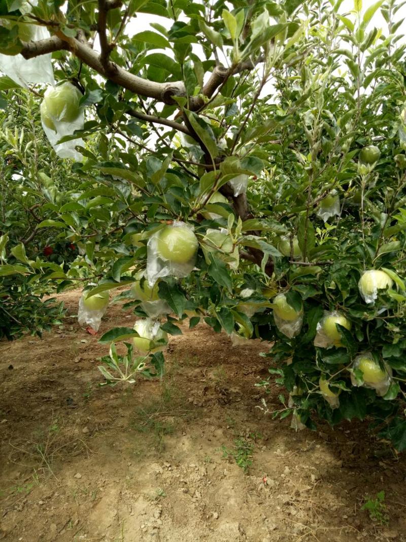 金冠苹果70mm以上膜袋大量出售各种水果