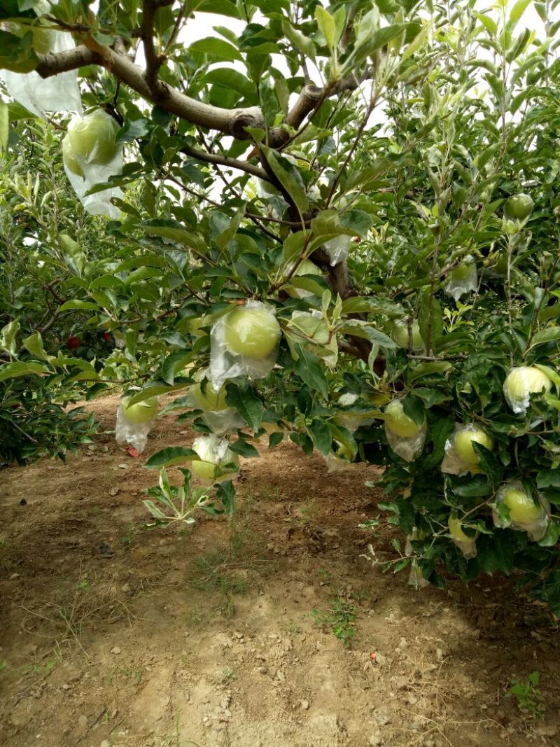 金冠苹果70mm以上膜袋大量出售各种水果