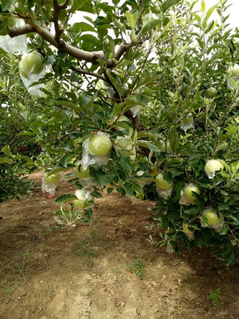金冠苹果70mm以上膜袋大量出售各种水果