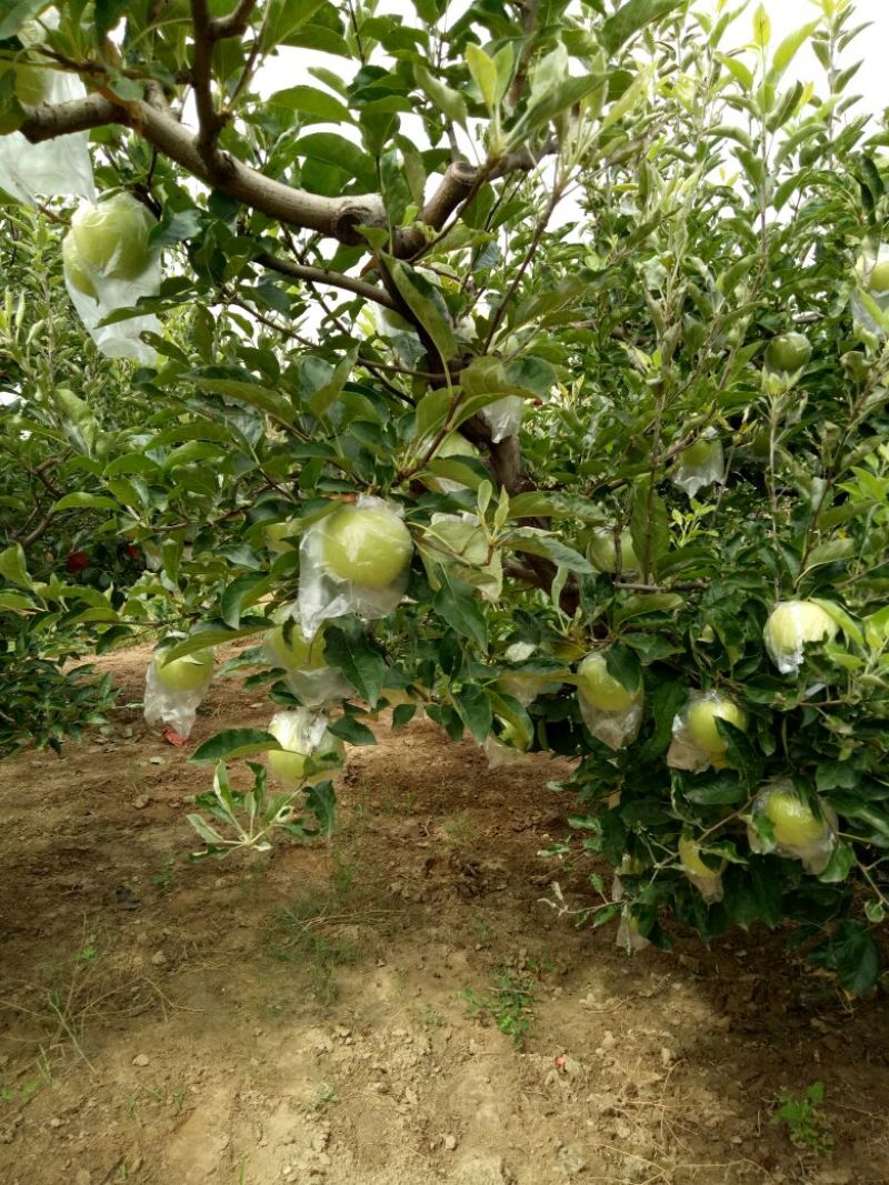 金冠苹果70mm以上膜袋大量出售各种水果