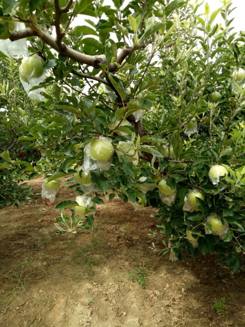 金冠苹果70mm以上膜袋大量出售各种水果