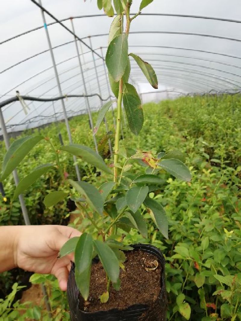 蓝莓苗2年以上带营养杯发货莱克西批发兔眼薄雾