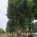 大量供应10-100公分香樟，丛生香樟30-200公分