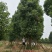 大量供应10-100公分香樟，丛生香樟30-200公分