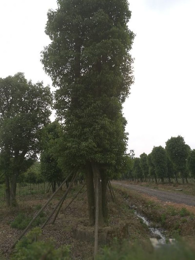 大量供应10-100公分香樟，丛生香樟30-200公分