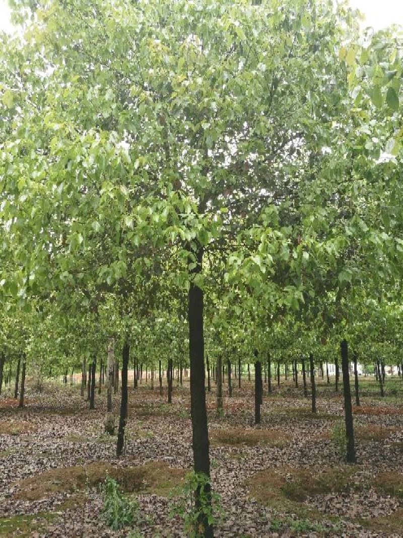 大量供应10-100公分香樟，丛生香樟30-200公分