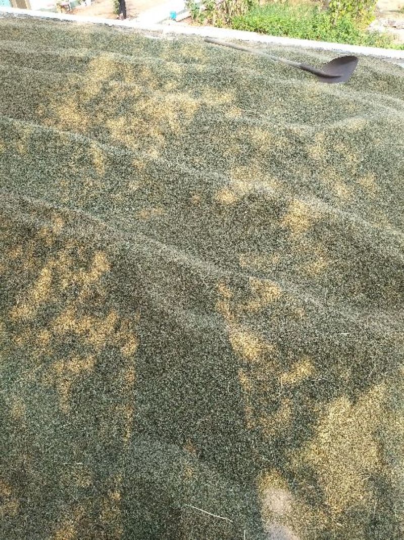 牛膝种子