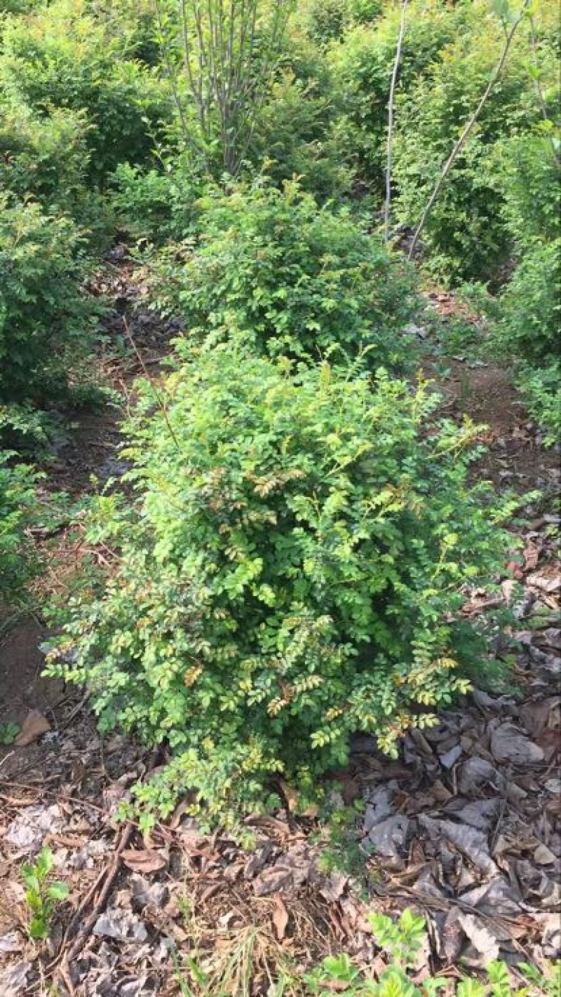 黄刺梅／黄刺玫球／黄刺玫种苗