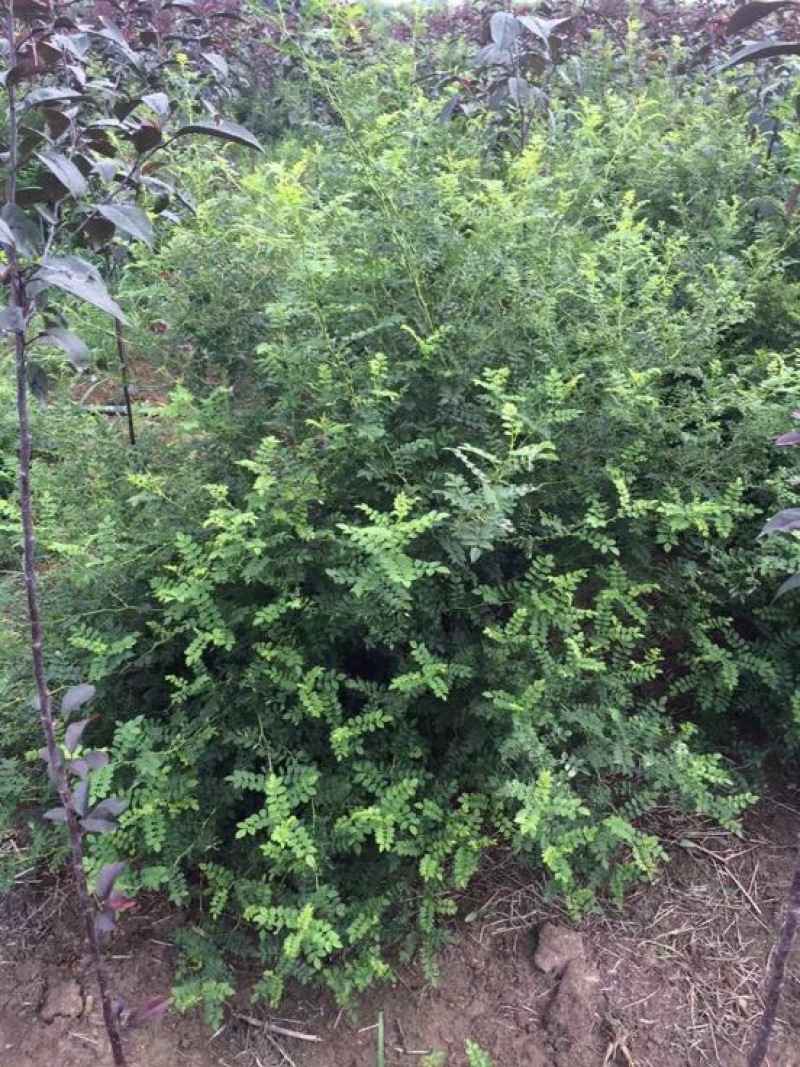 黄刺梅／黄刺玫球／黄刺玫种苗