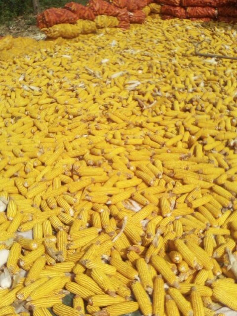 黄玉米16~20%