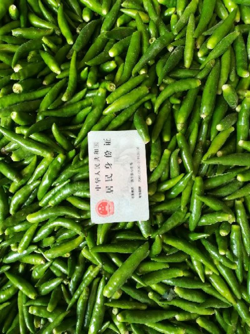朝天椒2~5厘米中辣青大量上市中欢迎各地客商