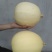 无蔓金丝瓜种子