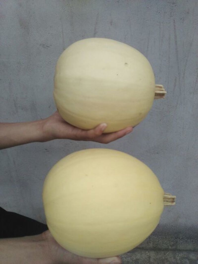 无蔓金丝瓜种子