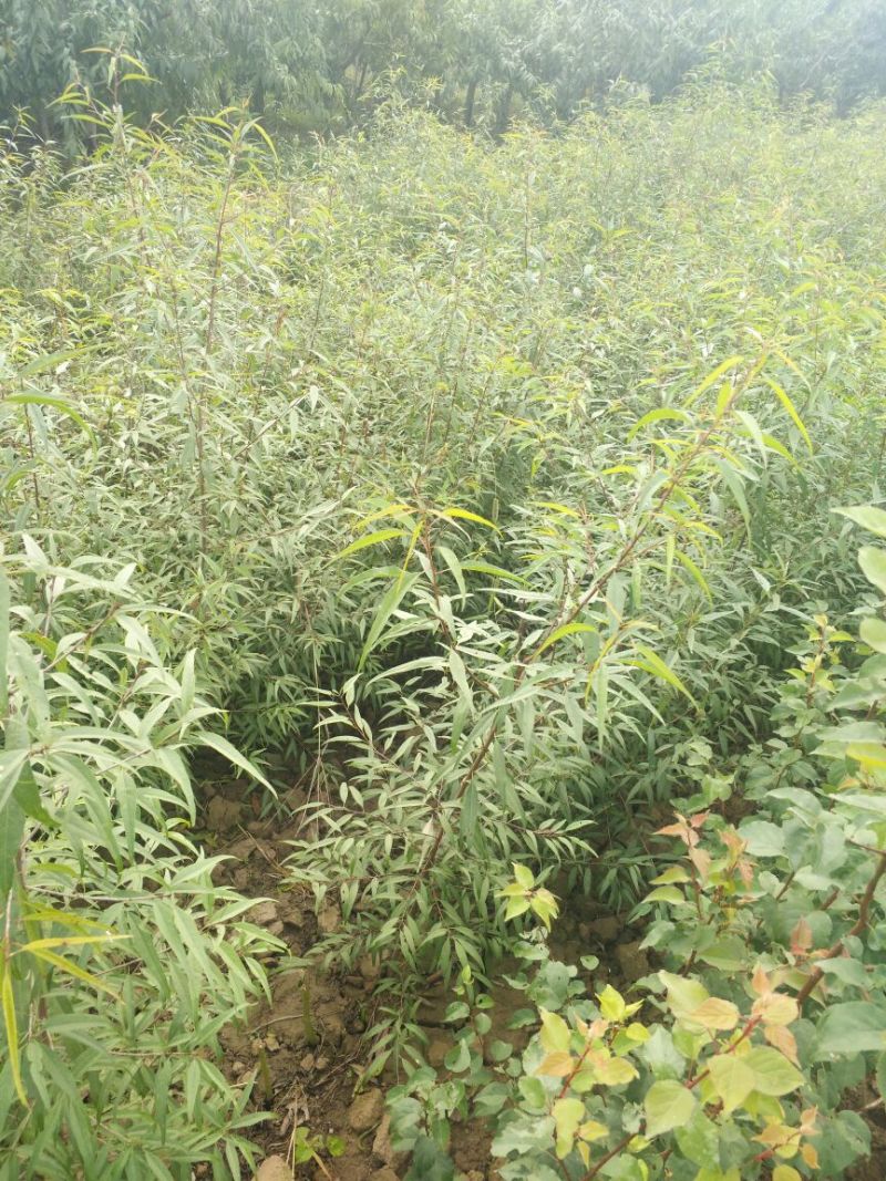 陕西大荔桃树实生苗，珍珠油桃芽苗，成活率高。大量急售！