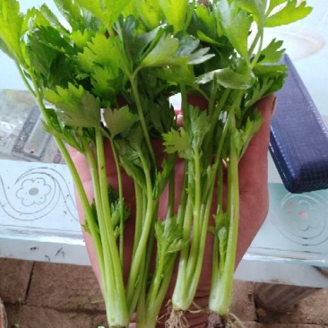 常年大量供应批发芹菜苗，皇冠芹菜苗，滨诚苗业，质优价廉