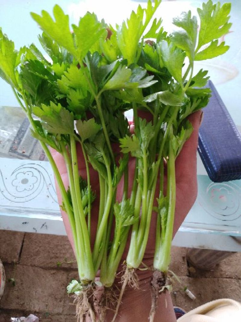 常年大量供应批发芹菜苗，皇冠芹菜苗，滨诚苗业，质优价廉