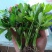 常年大量供应批发芹菜苗，皇冠芹菜苗，滨诚苗业，质优价廉