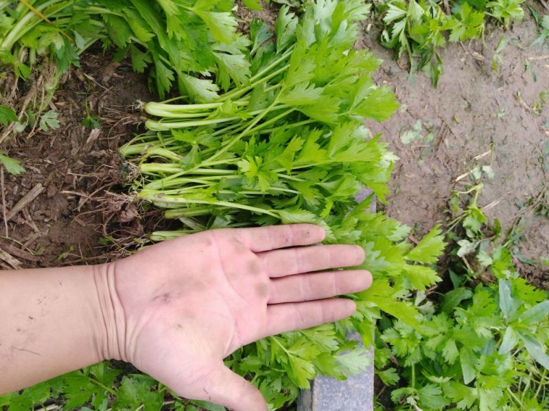 常年大量供应批发芹菜苗，皇冠芹菜苗，滨诚苗业，质优价廉