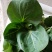油菜苔现以叶菜为主