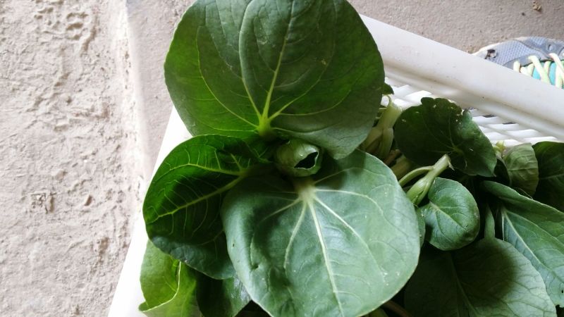 油菜苔现以叶菜为主