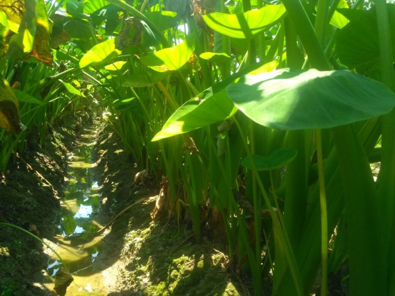 香芋5厘米以上，包粉包糯，欢迎产地实地考察