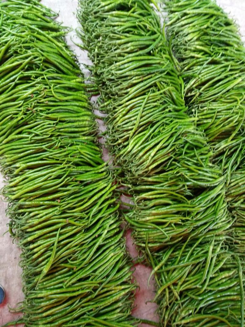 【精品】山东费县线椒中辣青万亩大量上市中欢迎咨询