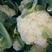 白花菜花可做加工厂用也可市场超市有机花菜