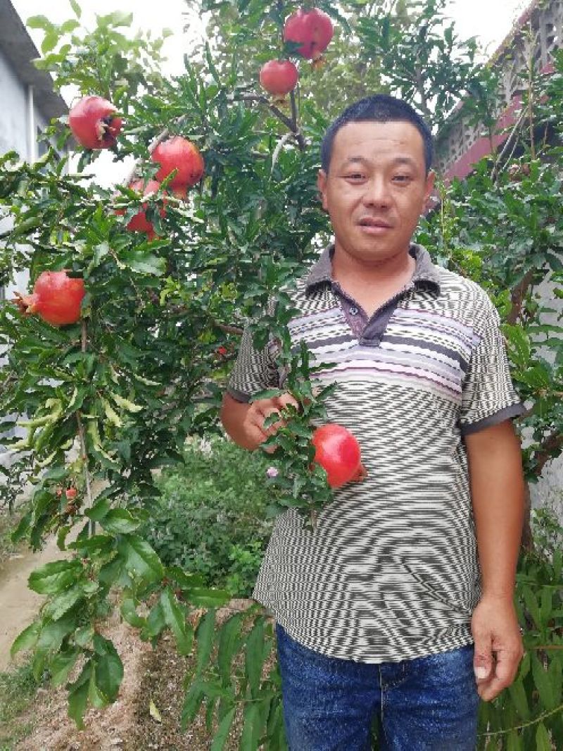 石榴树苗泰山红石榴苗突尼斯软籽石榴苗一年苗二年苗