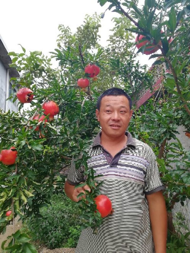 石榴树苗泰山红石榴苗突尼斯软籽石榴苗一年苗二年苗