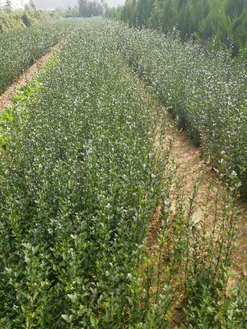 枳壳苗一年苗二年苗保品种量大从优