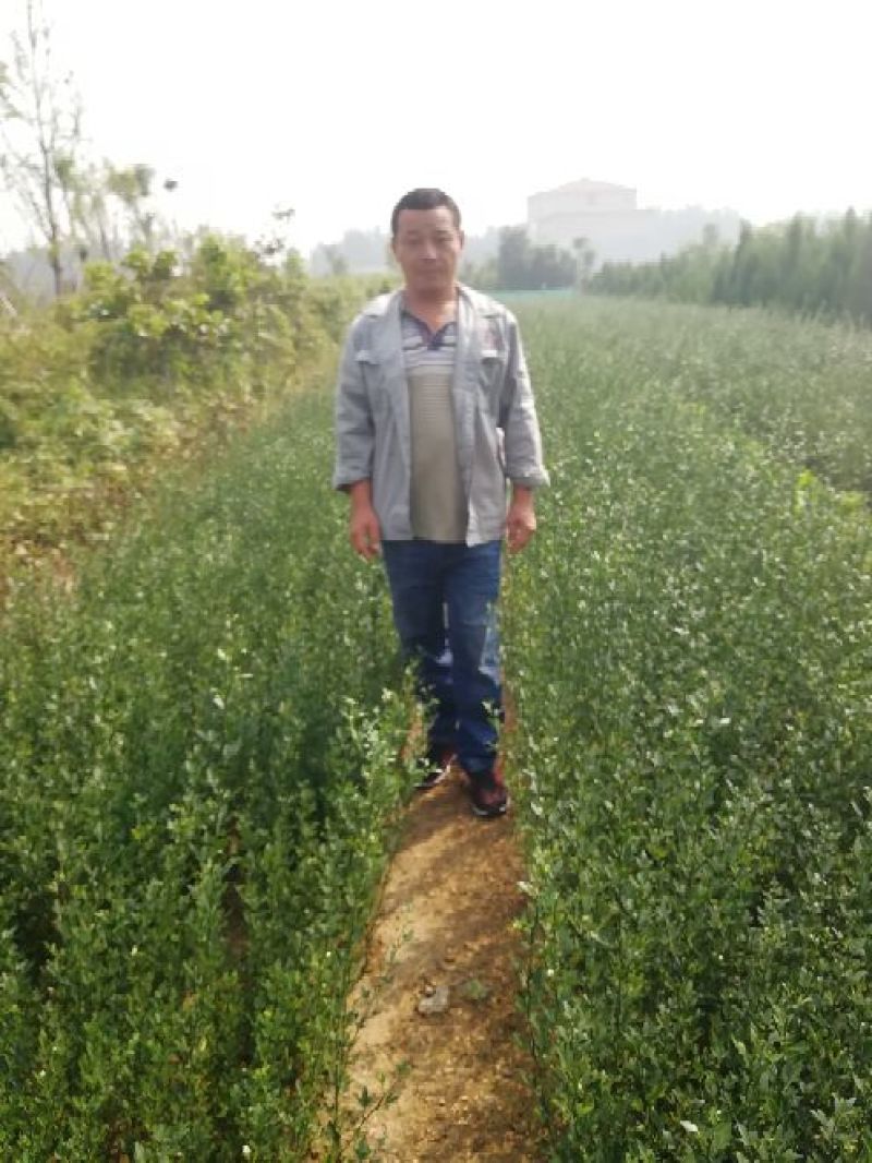 枳壳苗一年苗二年苗保品种量大从优