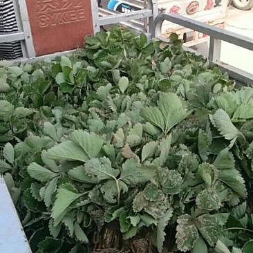 草莓苗20~30cm，河北保定清苑基地货源。