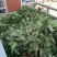 草莓苗20~30cm，河北保定清苑基地货源。
