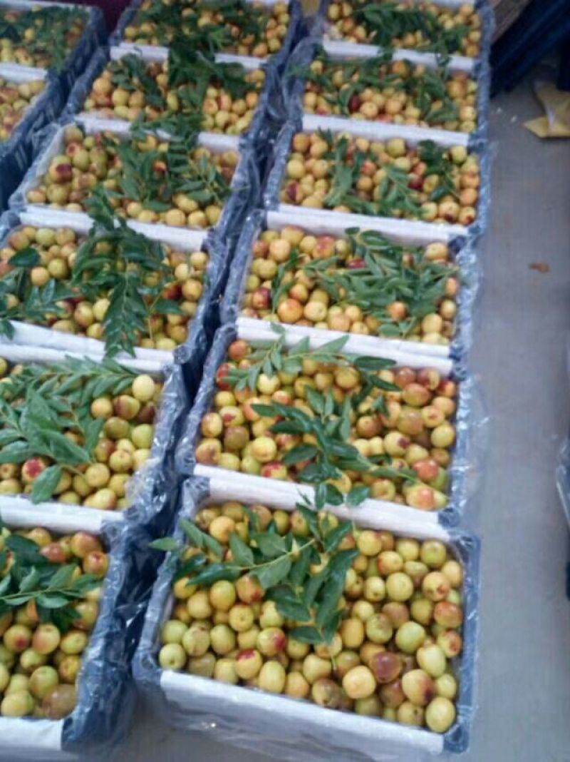 大荔冬枣色好。带红