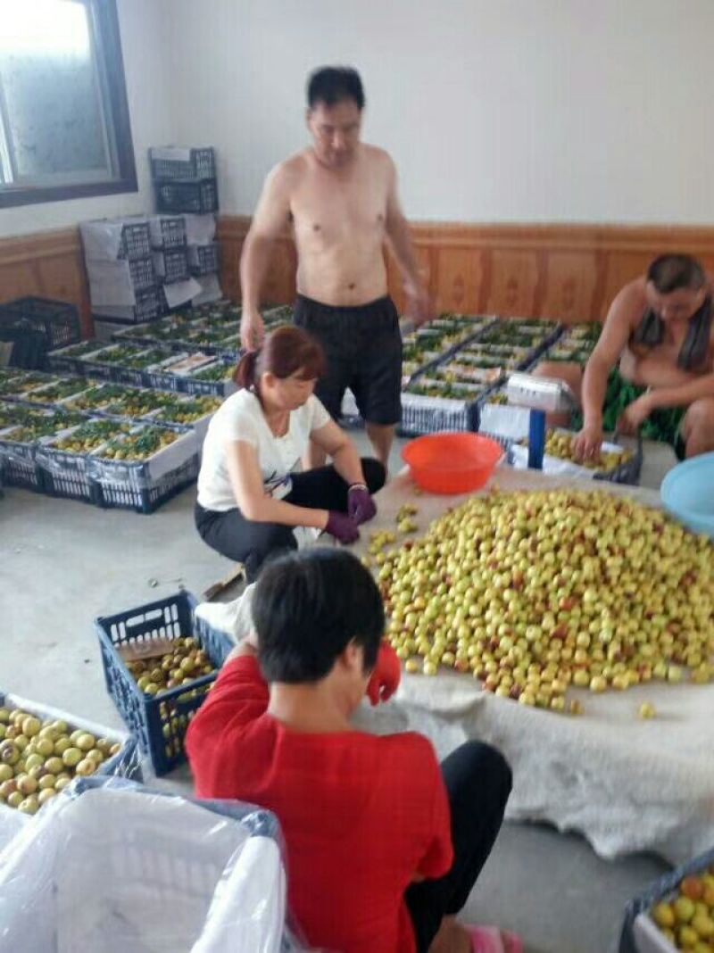 大荔冬枣色好。带红