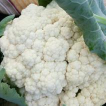 雪玉菜花基地直供对接农户一手货源紧密乳白1斤