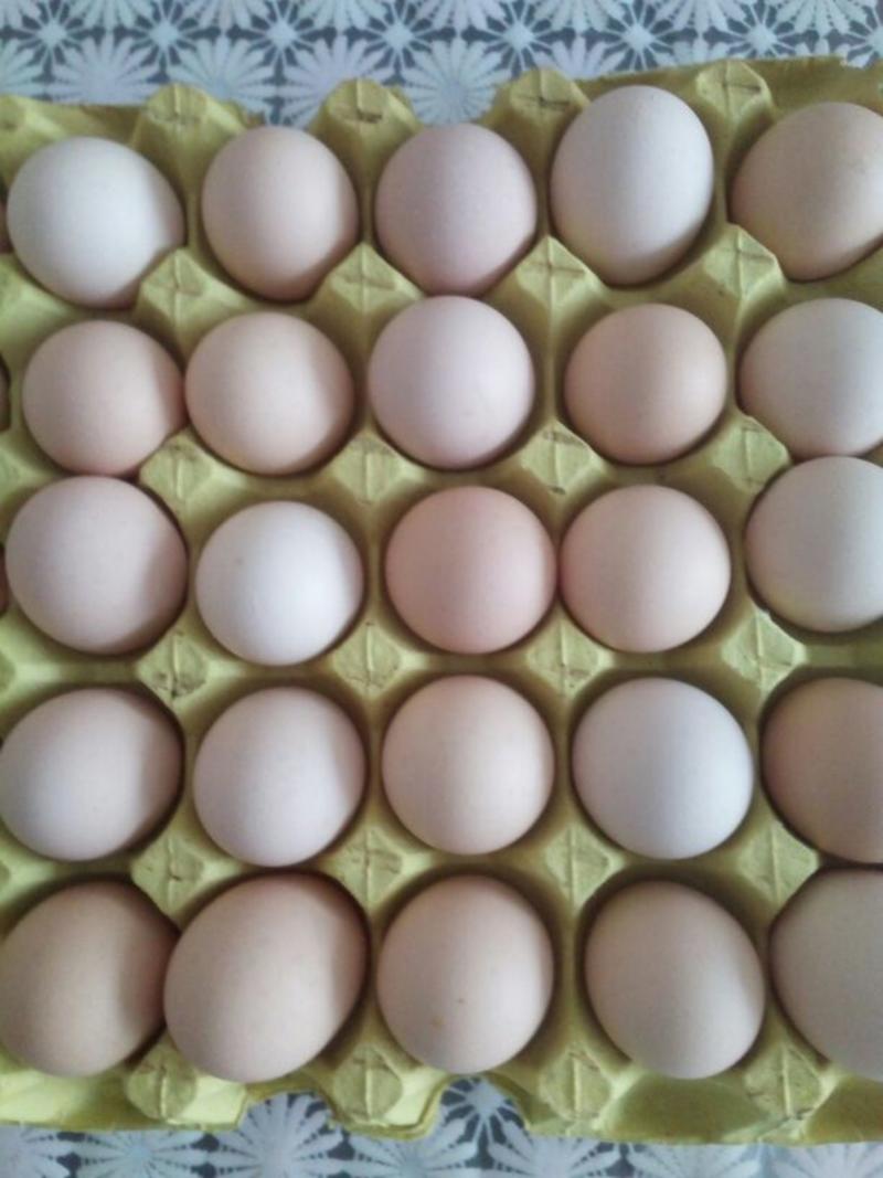 土鸡蛋河湟天宝品牌鸡蛋
