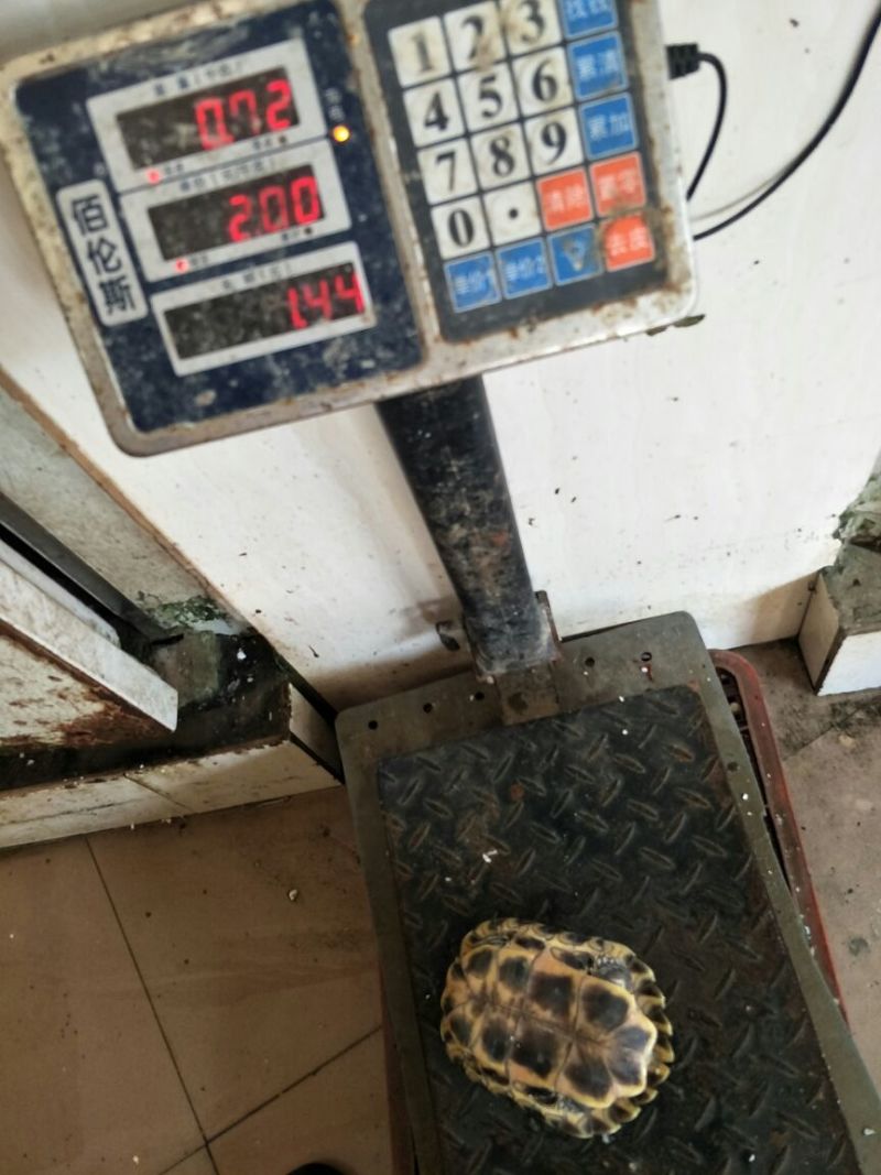 巴西龟巴西龟，乌龟
