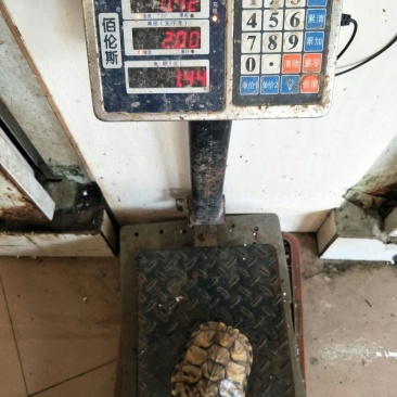 巴西龟巴西龟，乌龟